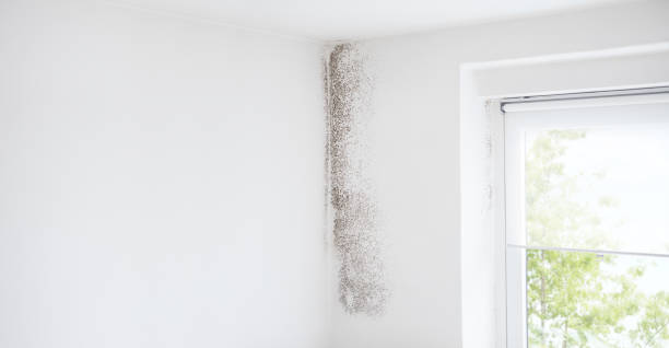 Best Environmental Consulting for Mold Prevention  in Greentree, NJ