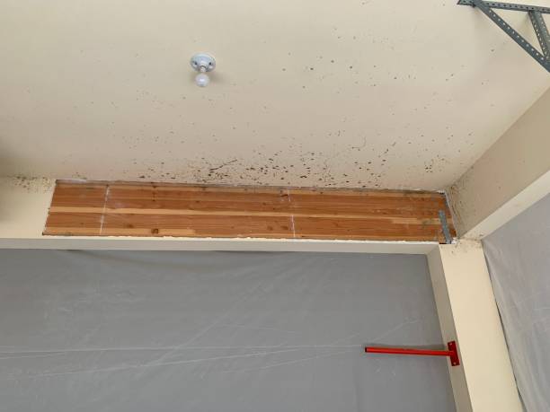 Best Crawl Space Mold Remediation  in Greentree, NJ